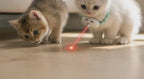 Adjustable Laser Cat Collar